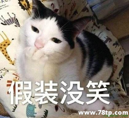 中国吸猫网独家分享