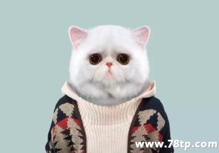 吸猫专用超萌小猫毛衣2018爆款