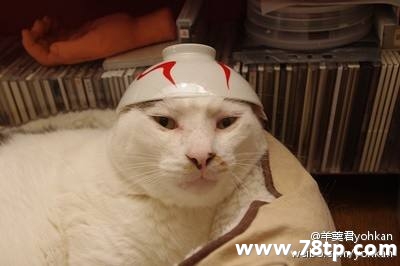 请大家吸猫囖