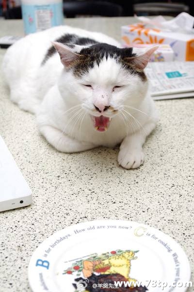 请大家吸猫囖