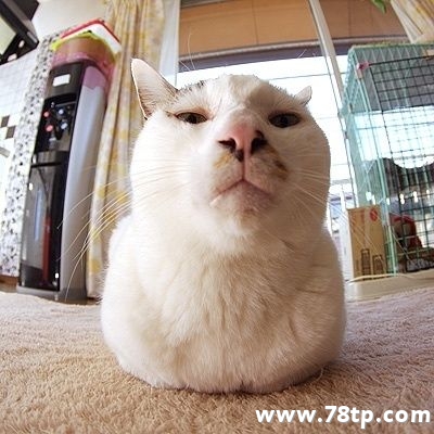 请大家吸猫囖