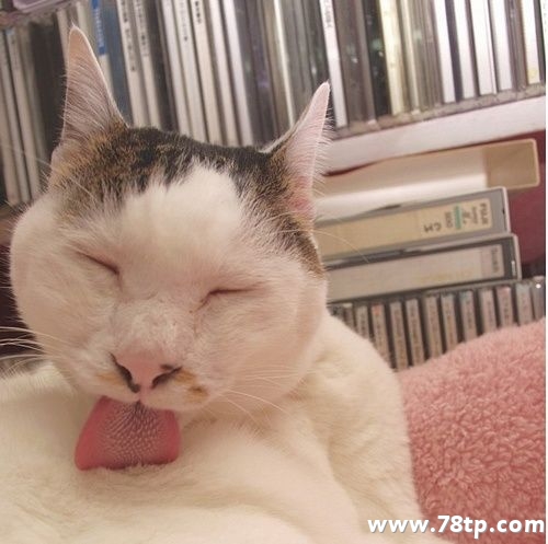 请大家吸猫囖