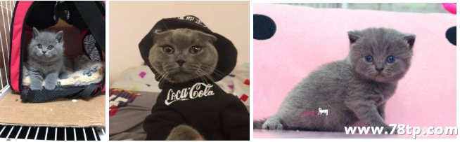 超可爱蓝猫穿衣服图片
