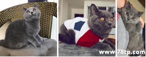 超可爱蓝猫穿衣服图片