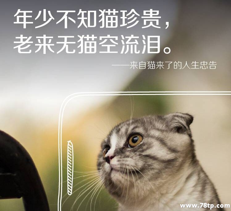 “吸猫”已成为人们生活的重要组成部分