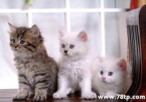 夏天波斯猫中暑的症状和急救措施