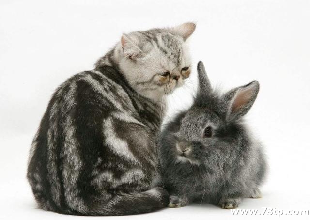 什么样的加菲猫比较好？如何选加菲猫