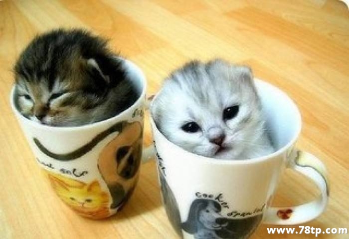 宠物猫养什么品种好 为什么？