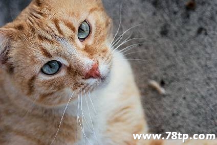 什么是吸猫？吸猫需要注意什么？