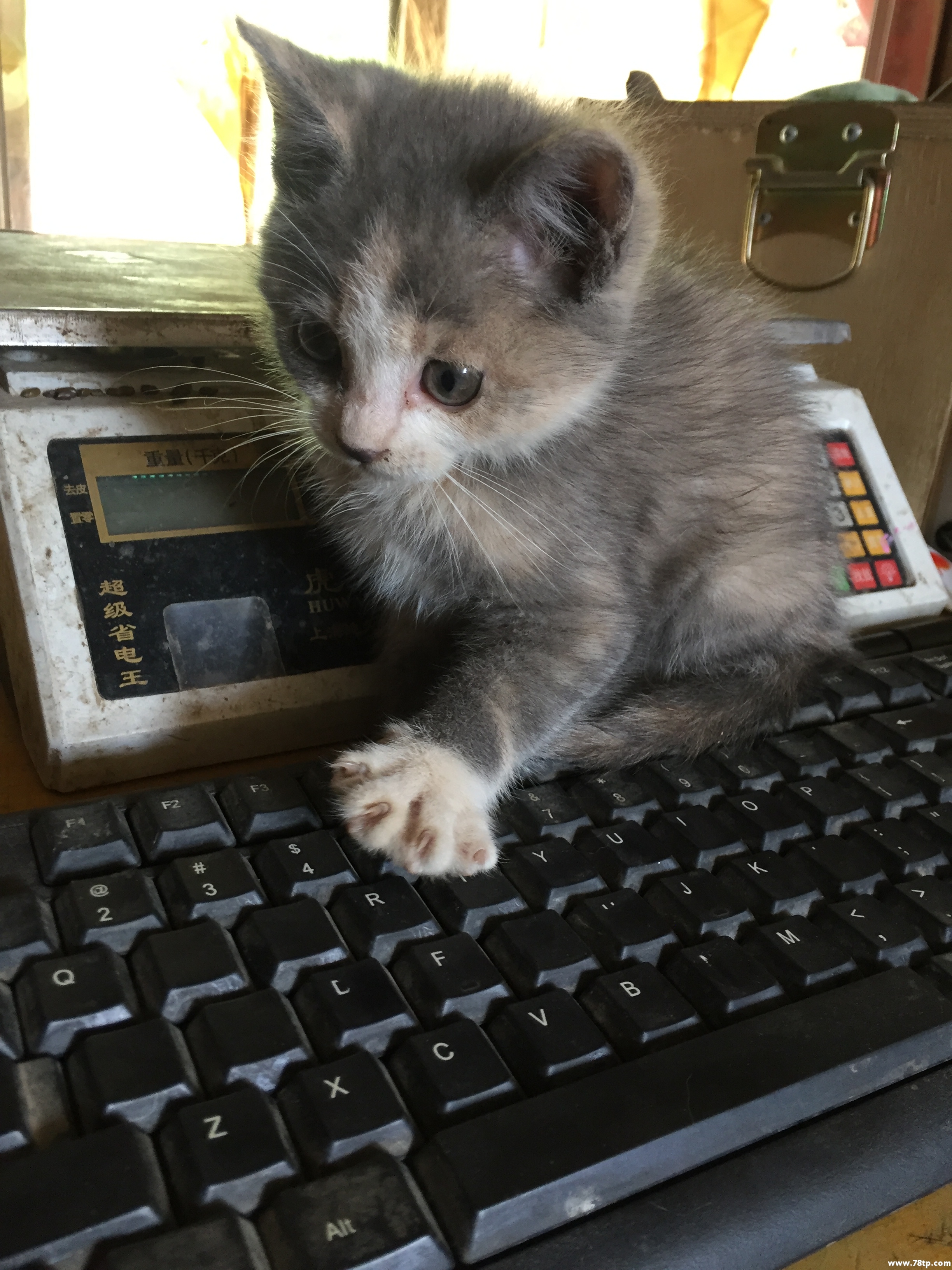 爱敲键盘的小猫