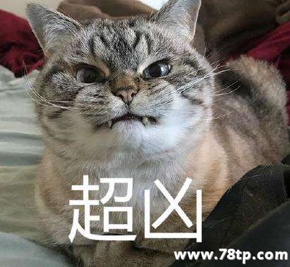今年用这些喵表情没人敢跟你斗图
