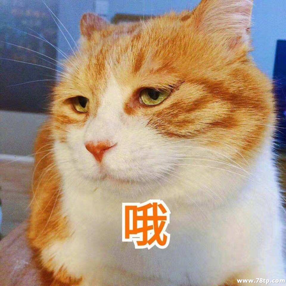 今年用这些喵表情没人敢跟你斗图