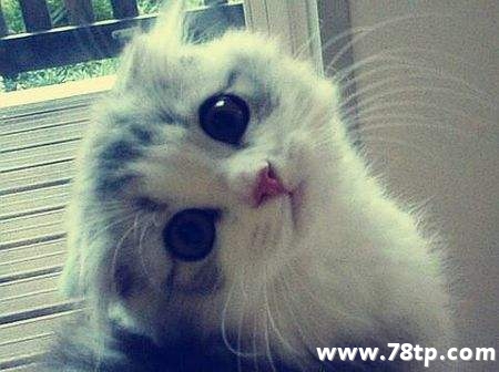 死了100万次的猫的童话故事