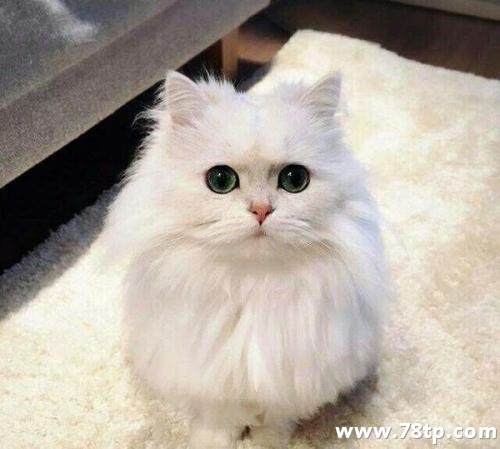铲子官要如何养好一只波斯猫