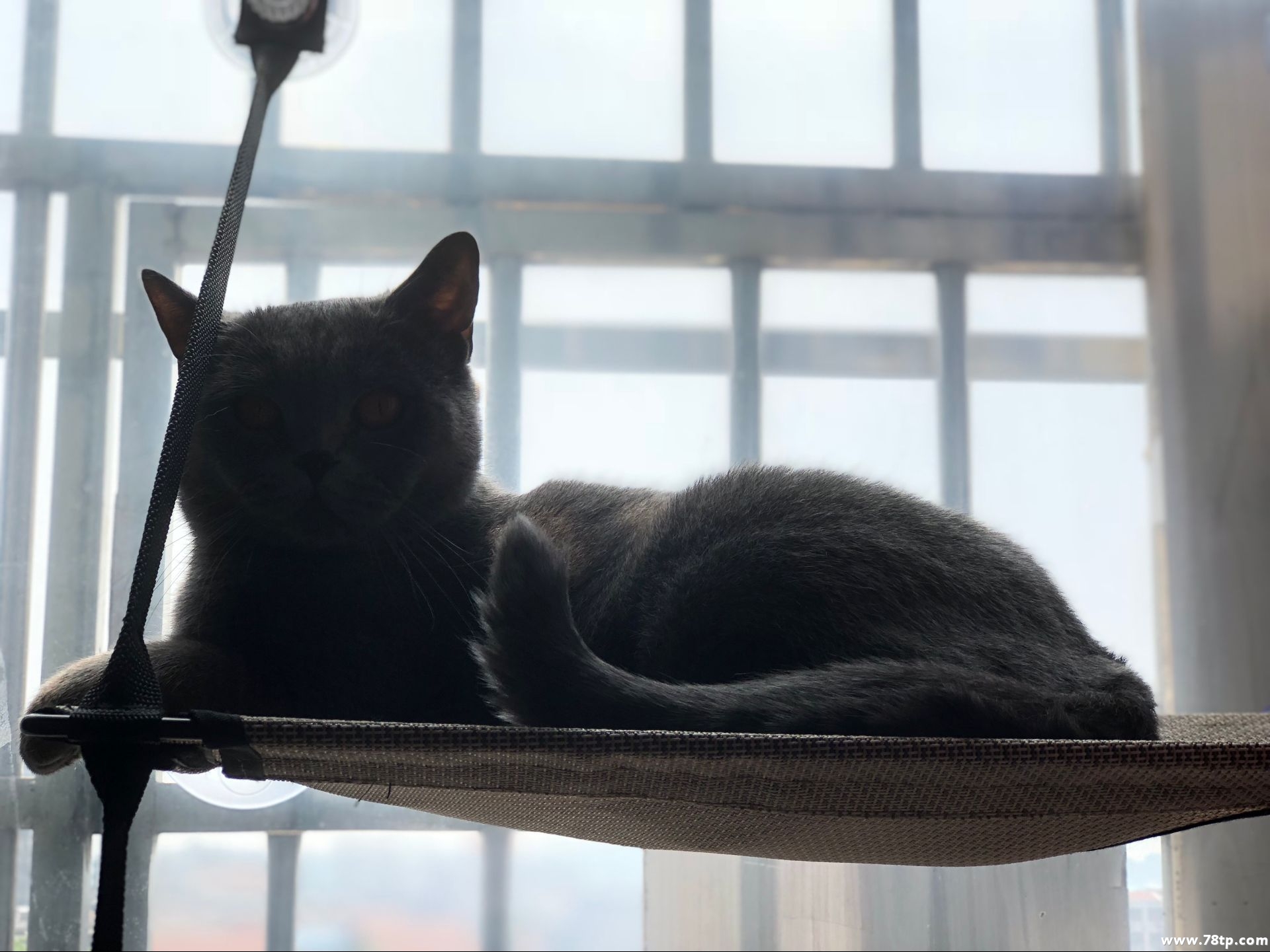 猫咪‘.jpg