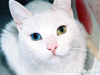 我好喜欢我的波斯猫