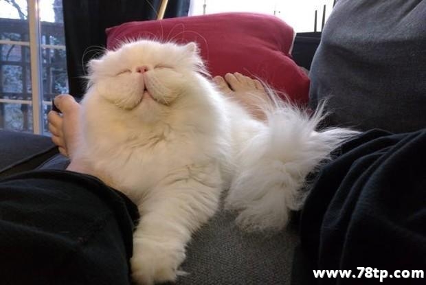 什么是波斯猫 波斯猫有什么特点？
