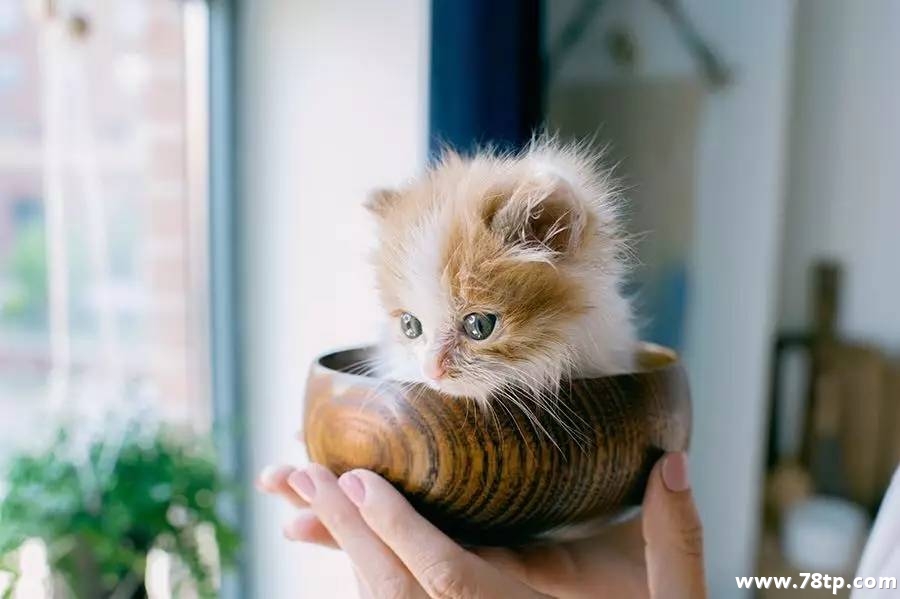 小秘密的猫咪.jpg