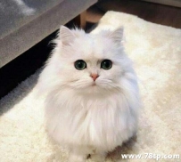 铲子官要如何养好一只波斯猫