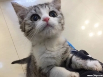 为什么说橘猫千万不能养？