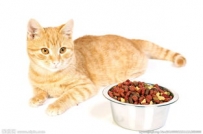 猫咪爱吃啥？猫主子食物挑选方法。