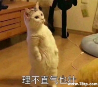 喵星人喜欢舔你怎么办？