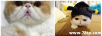 猫总教你如何鉴别挑选一只优秀的加菲猫
