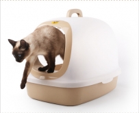 5个办法解决猫咪流眼泪问题